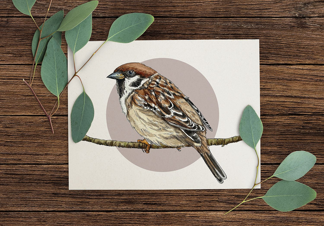 Tree Sparrow Print - After an original ink and watercolour illustration