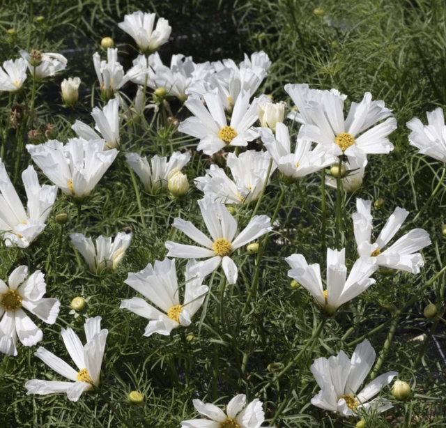 Cosmos Pinwheel White 