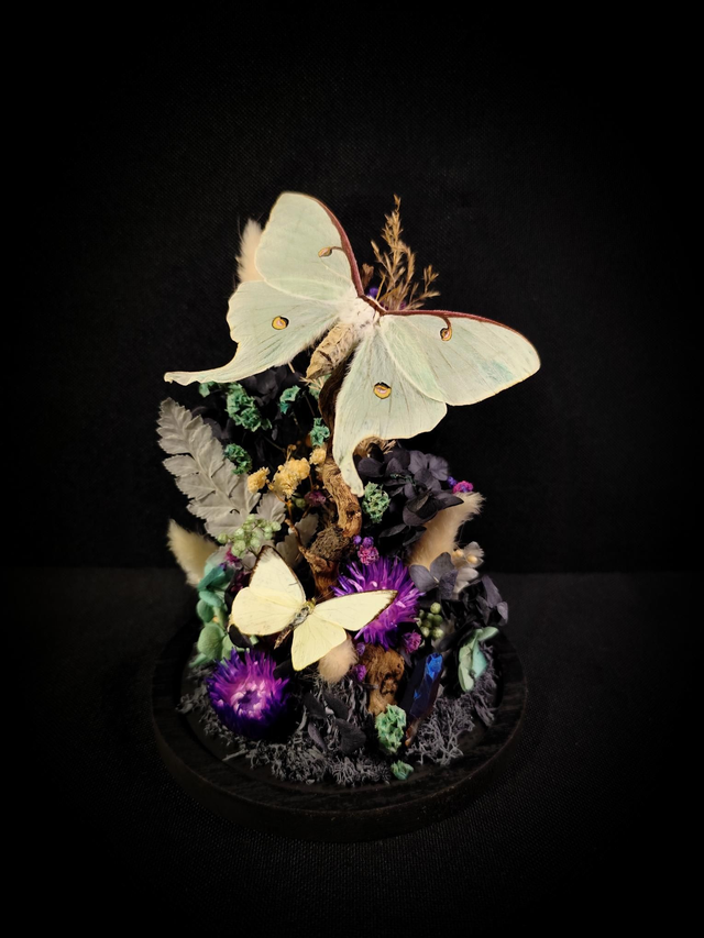 Diorama Actias Luna &amp; Appias Albina