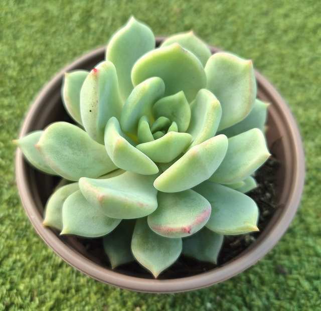 Graptoveria &#039;Moonglow&#039;