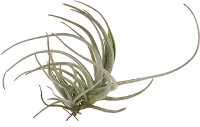 Tillandsia lepidosepala L