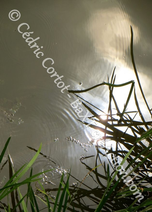 Carte postale - Reflets et cours d'Eau (Ref IMG_5453)