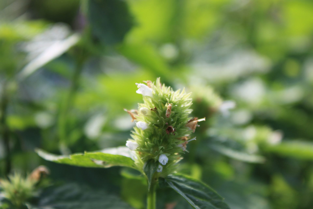 Agastache Mentôlée - bio 25g