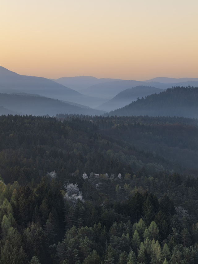 Der Pfälzerwald im sanften, aufkommenden Morgenlicht