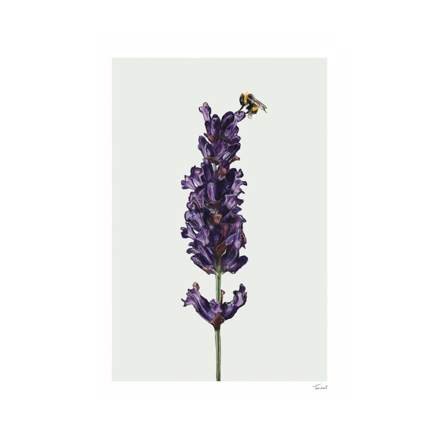 Lavender and Bee