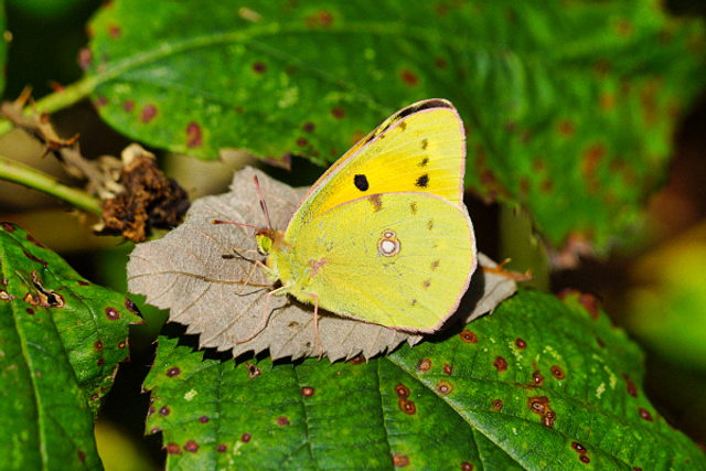 Citron 2