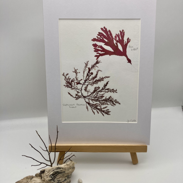 Real Pressed Seaweed 