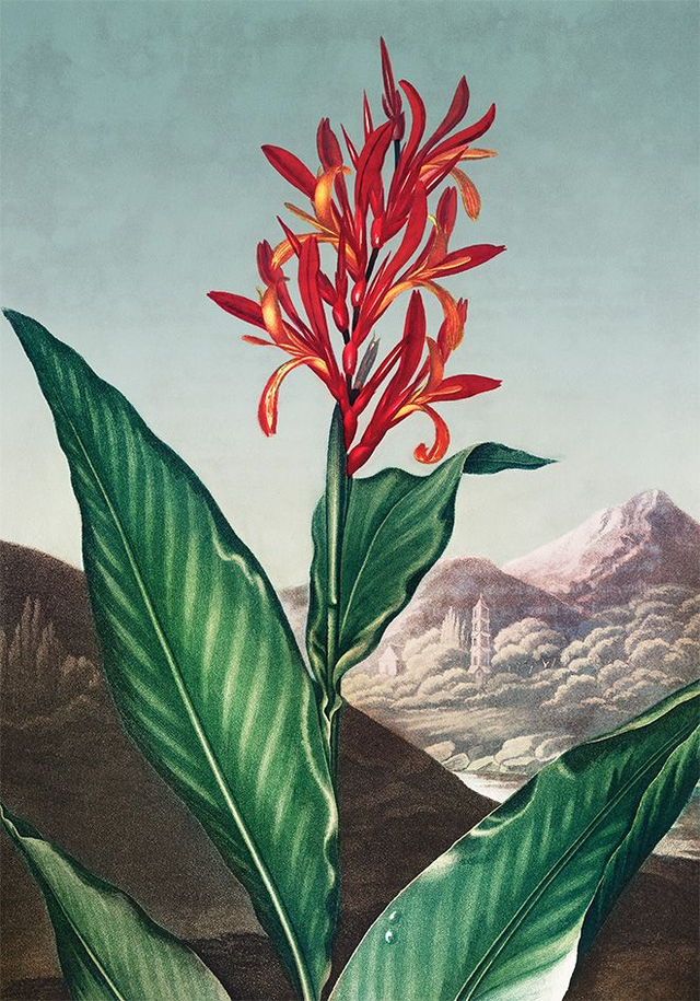 Indian Reed  - painting