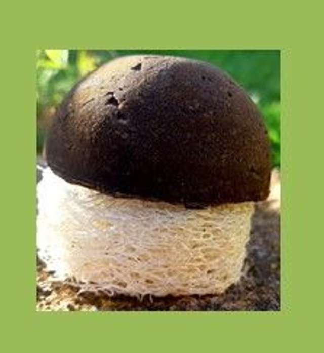 Cheveux Atypiques, Gras, Fatigués, Pelliculaires (idéal pour psoriasis et dermatose) - 80 gr en forme demi-bulle super pratique !