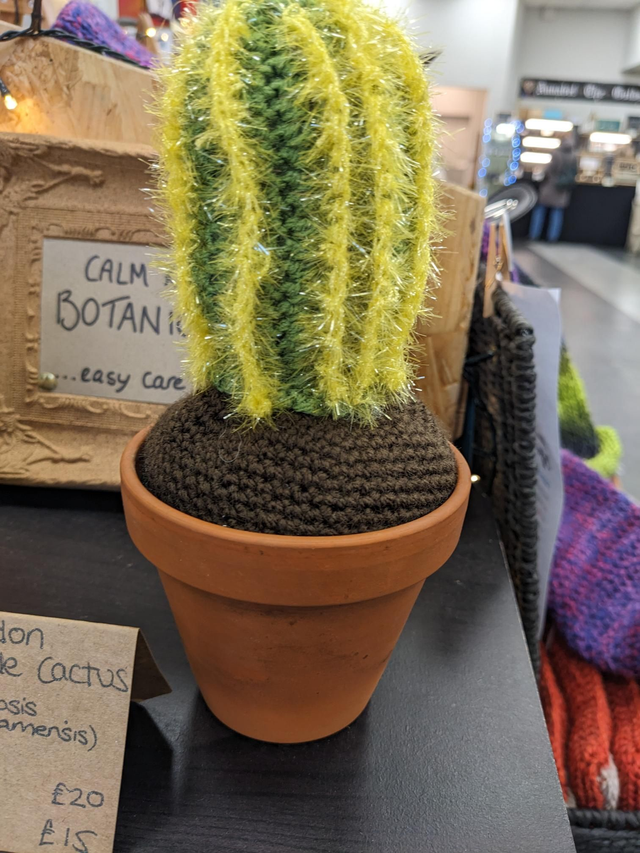 Plant — Cactus Cardin Grande