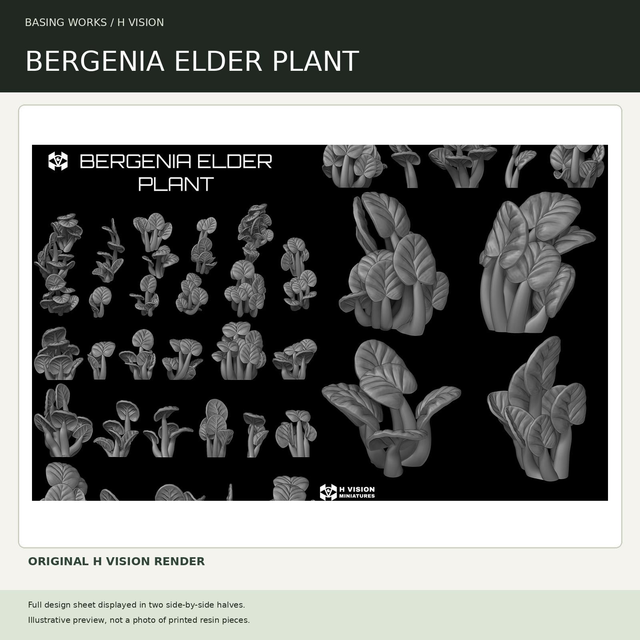 H Vision - Bergenia Elder Plant