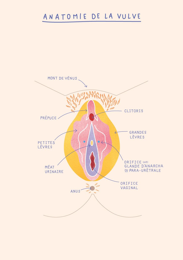Anatomie de la Vulve