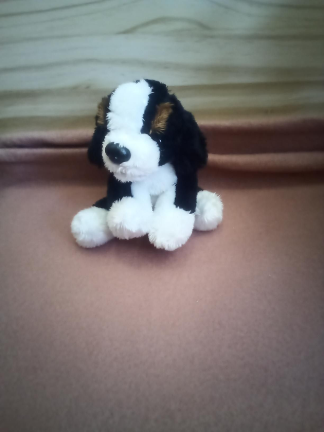 Petit chien 
