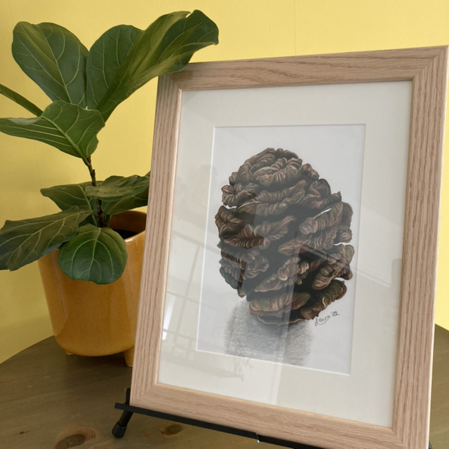 Sequoia Pine Cone Original Colour Pencil Drawing 