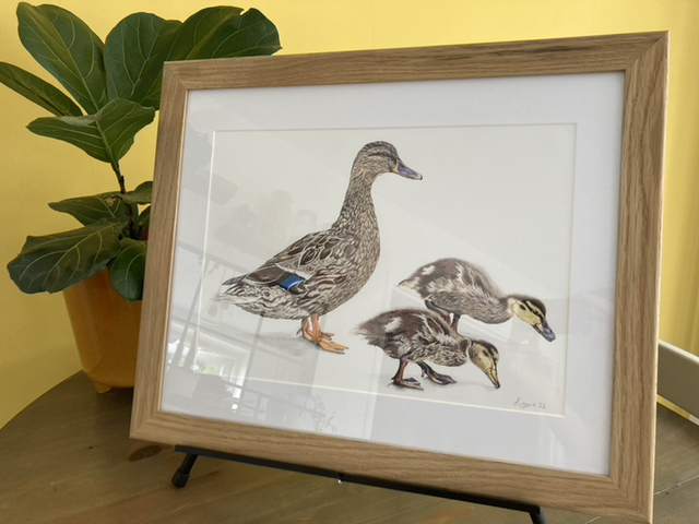 Mother Duck Original Colour Pencil Drawing 