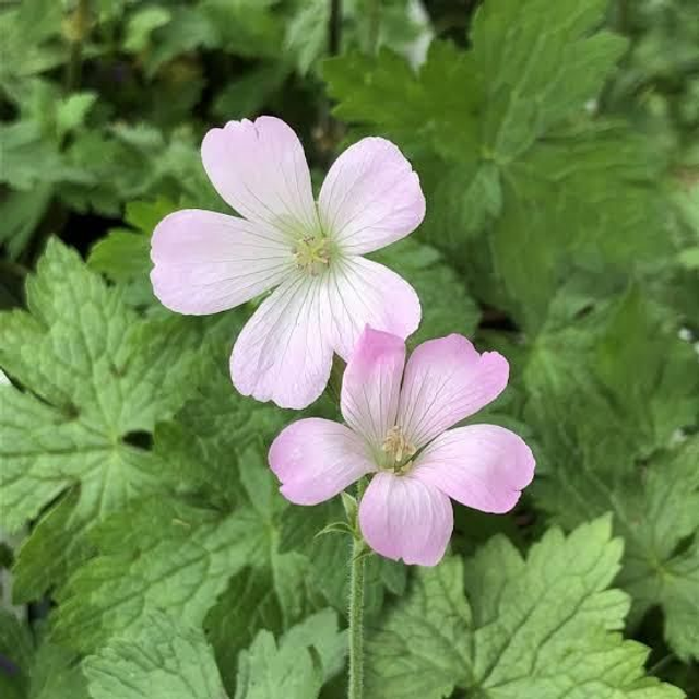 Geranium & Willow Moss 