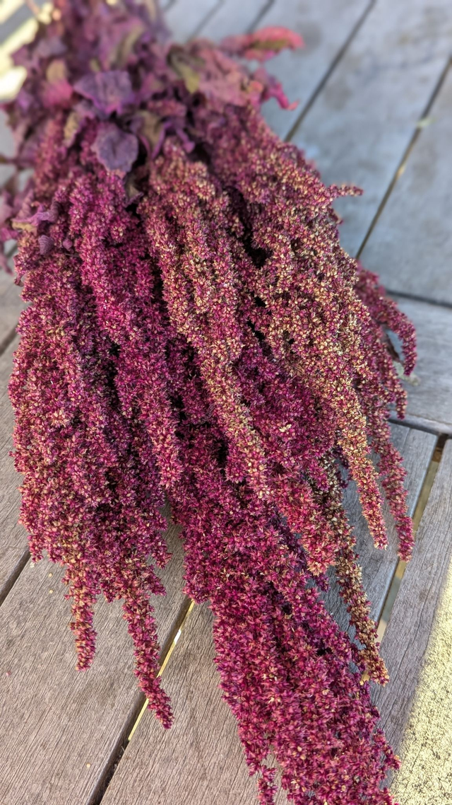 Fleurs séchées d&#039;Amarante