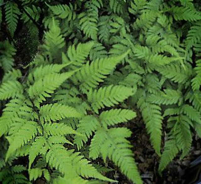 Athyrium &#039;Branford Rambler&#039; 