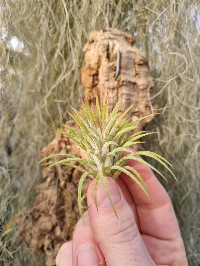 Tillandsia ionantha huamelula