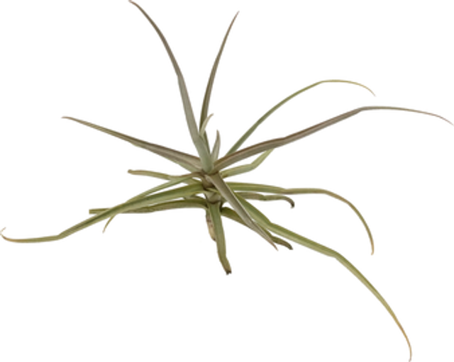 Tillandsia reichembachii