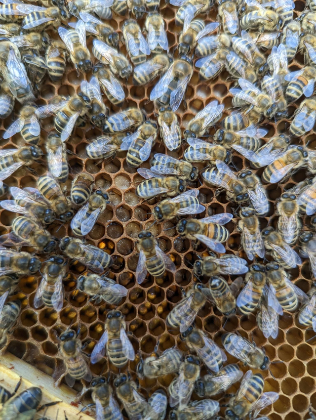 Educational Visit with observation hive 