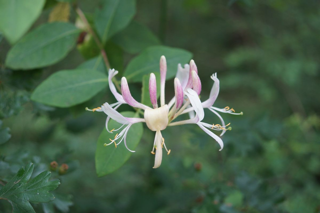Chèvrefeuille des bois (Lonicera periclymenum )