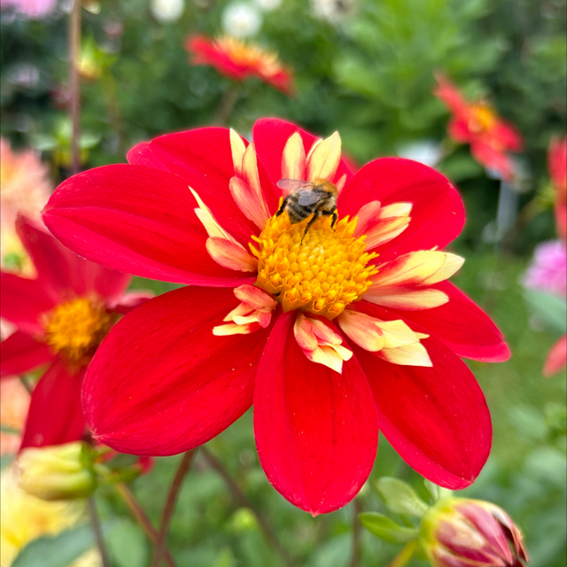 Ann Breckenfelder 219