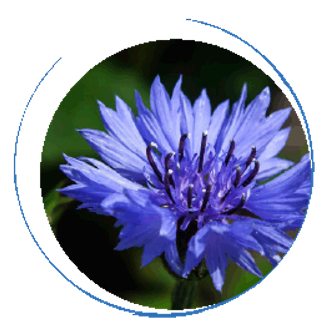 Macération solaire de Bleuet