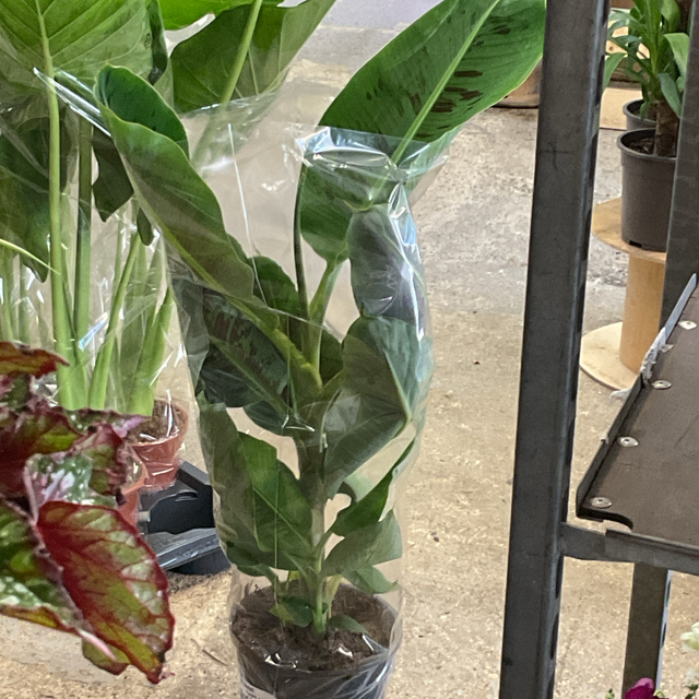 Musa xxl