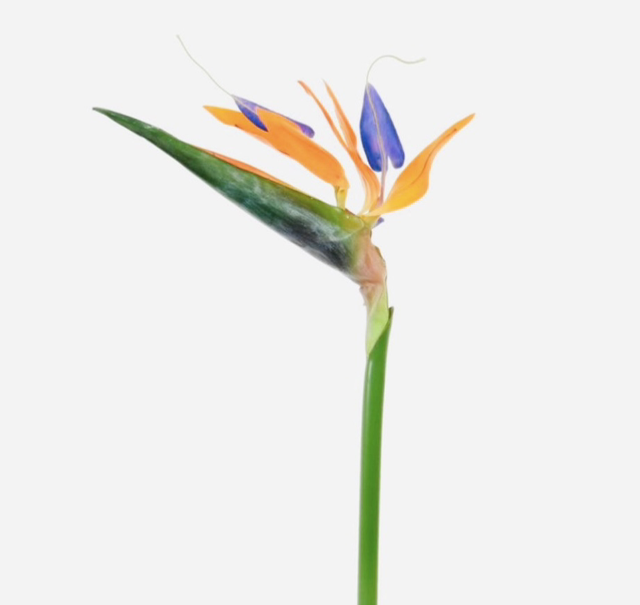 Bird of paradise 90cm