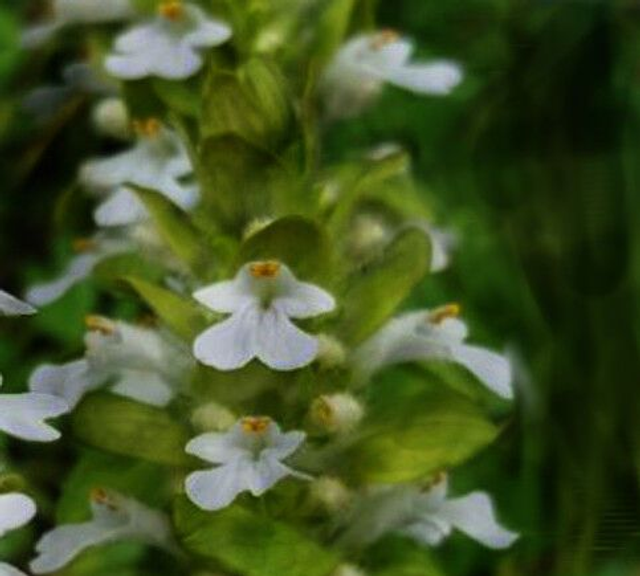 Ajuga reptans 'Alba' P9 (0.5l) 