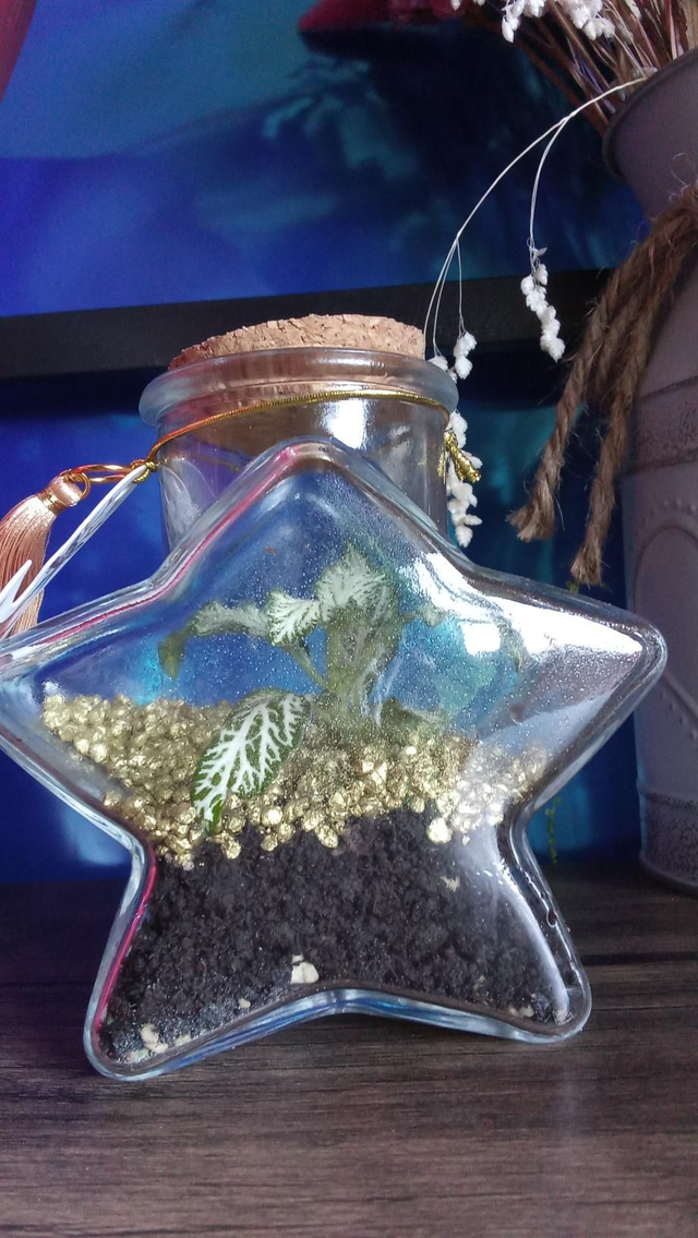 Terrarium étoile