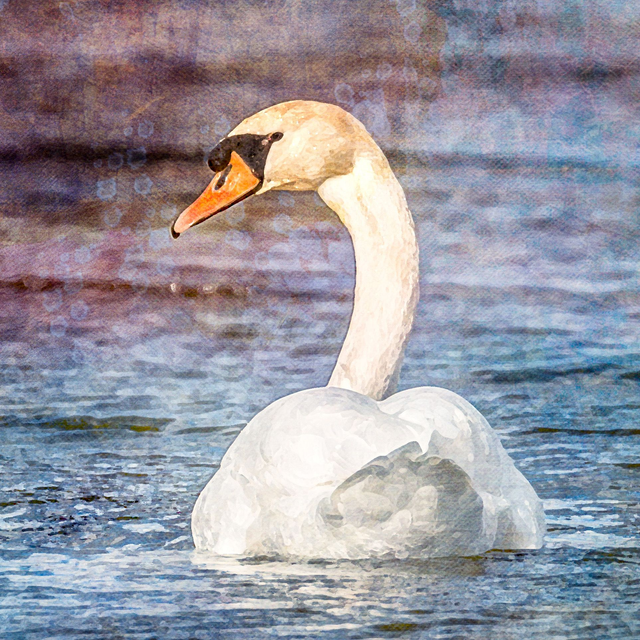 Swan Swimming