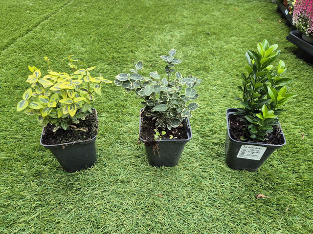 Euonymus melange pot 9cm