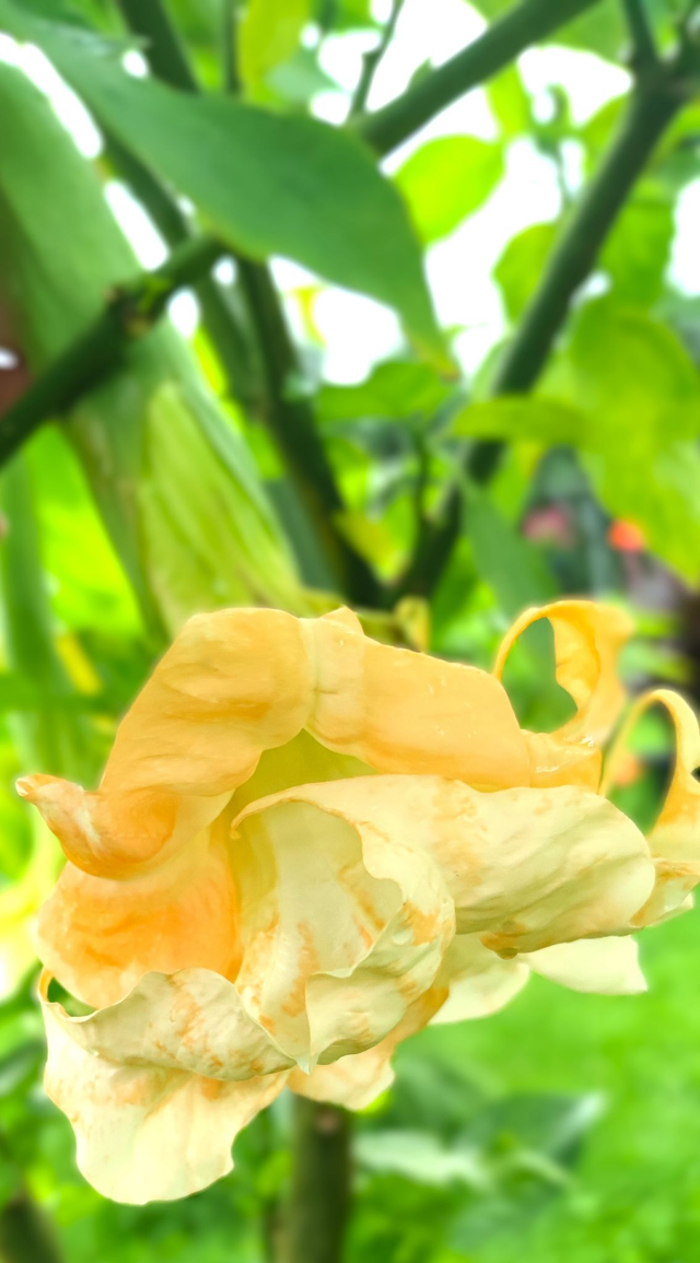 Angels Flight Variegated