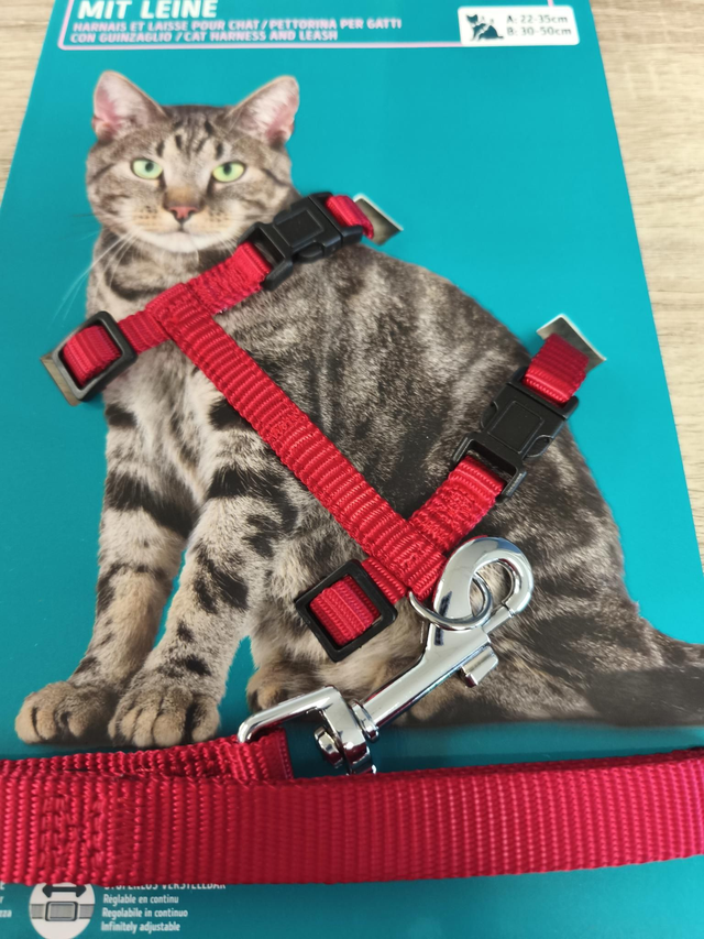harnais et laisse pour chat rouge 