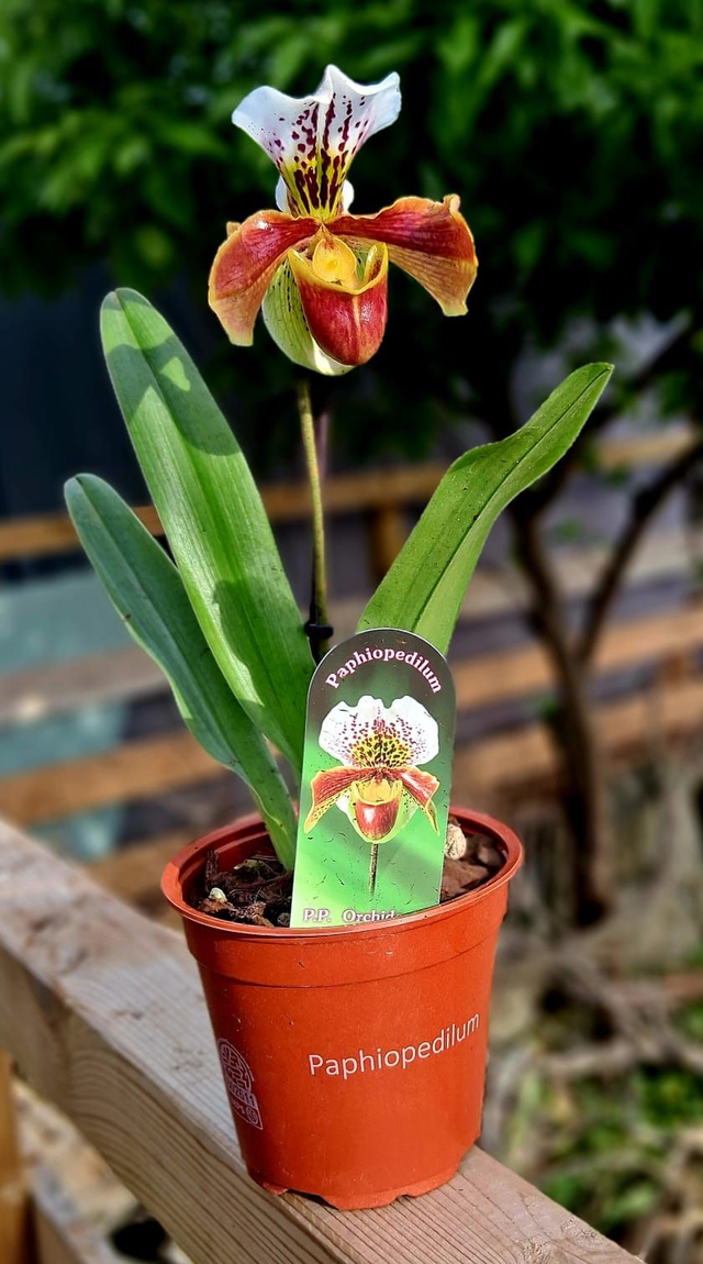 V03 . Paphiopedilum
