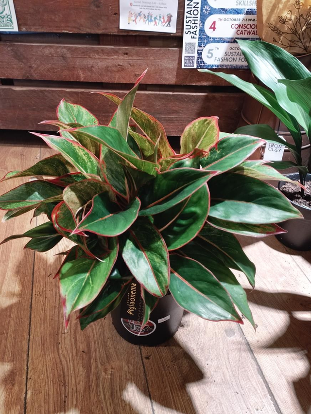Aglaonema jungle red in 19cm pot 55cm tall 