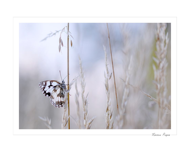 C212 - Papillon demi-deuil