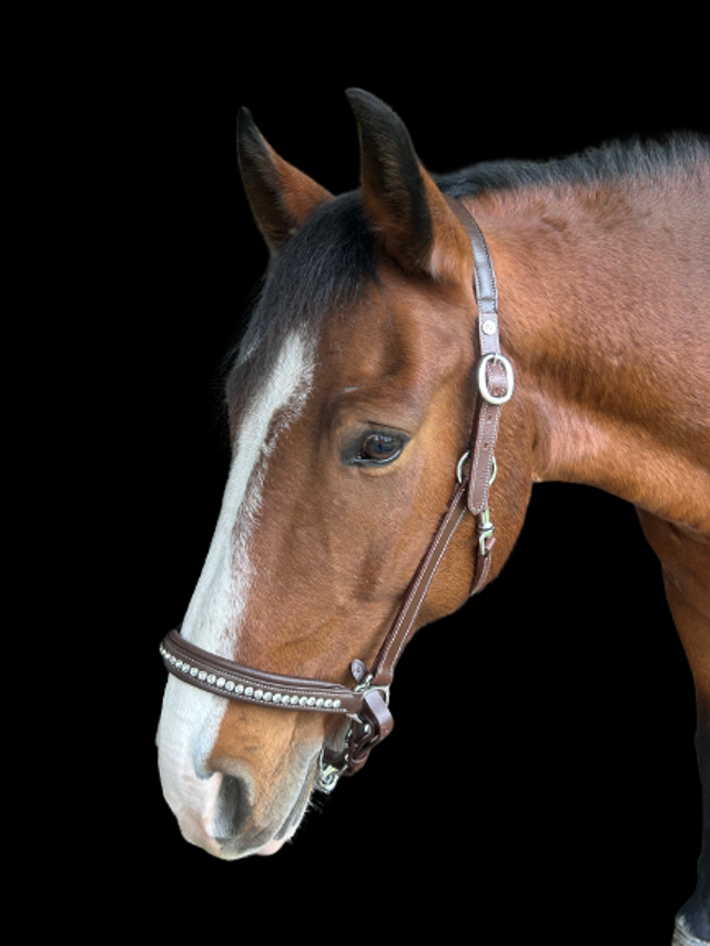 LICOL CUIR NORTON PRO "STRASS"