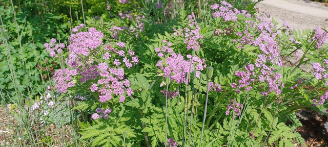 Chaerophyllum hirsutism Rubrifolium