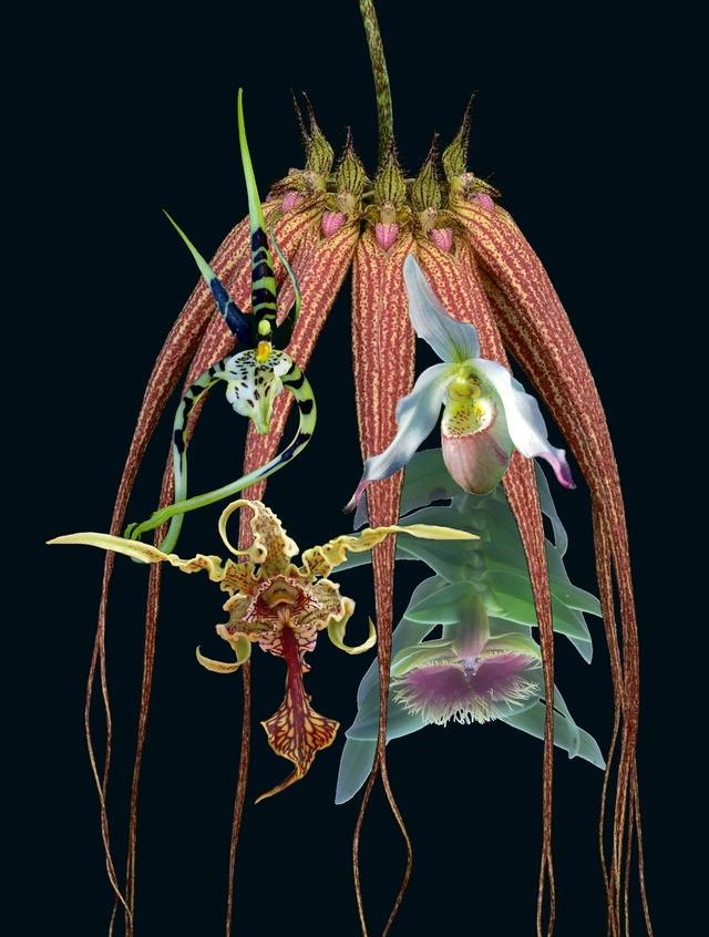 Temple of Light (5) Combination Essence