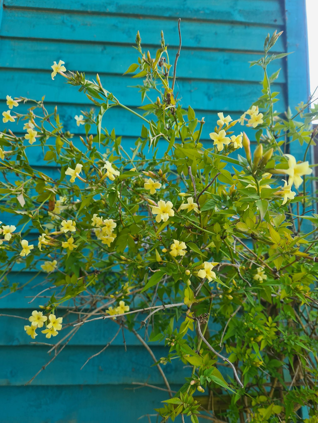 Jasminum officinale - Cream flower - 1ltr pot