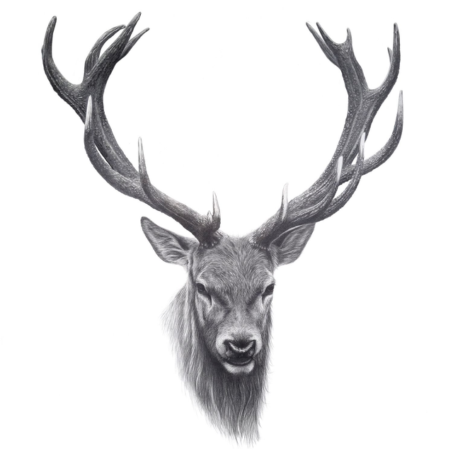 Stag Limited Edition Print