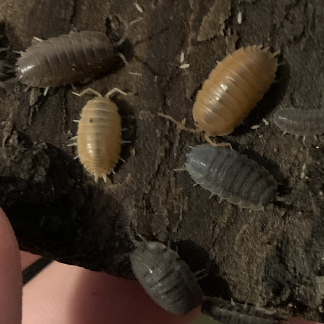Mixed isopods 