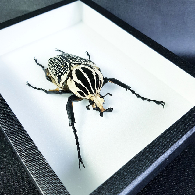 Goliathus goliathus meleagris (mâle)