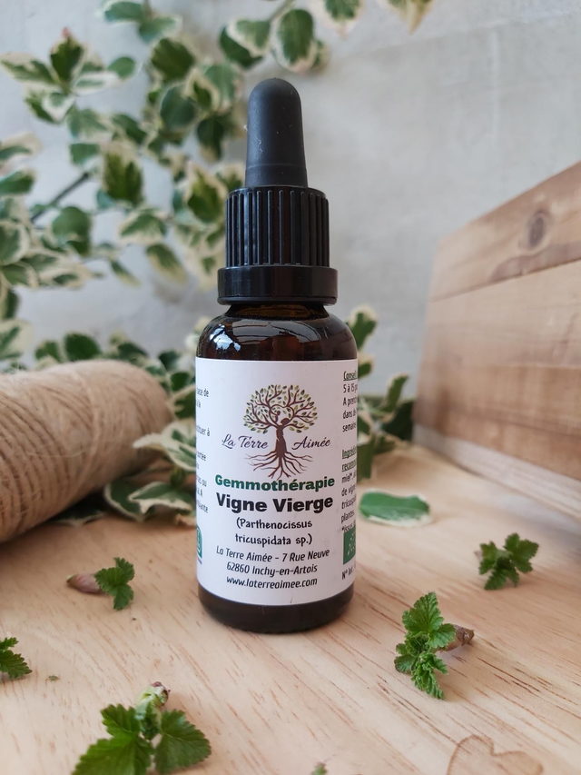 Vigne vierge ( Bourgeons)