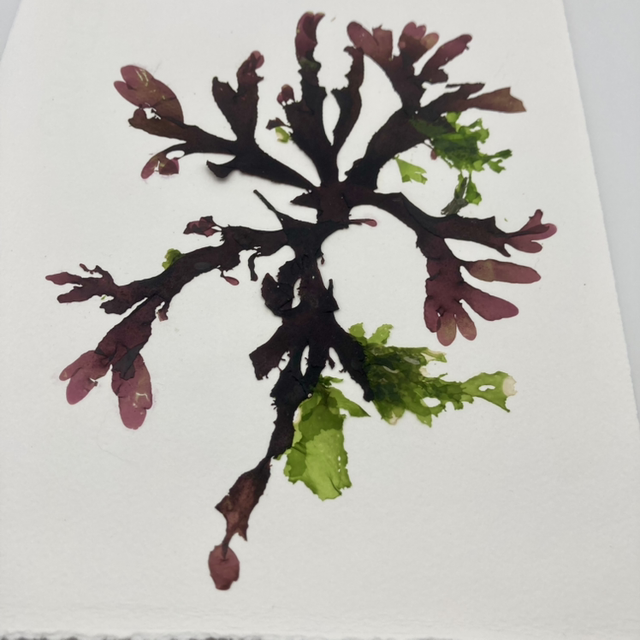 Seaweed Pressing Workshop- 27th March 2025 - 10am - 4pm 