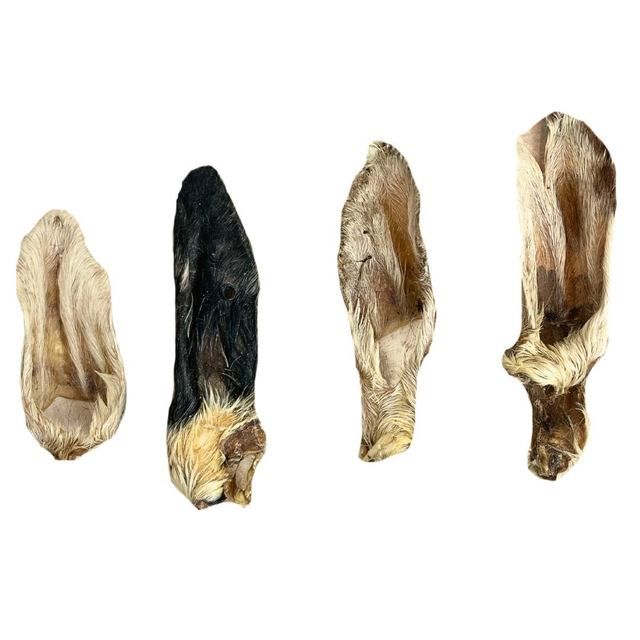 HAIRY LAMB EAR 