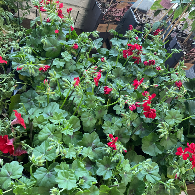 Geranium rouge